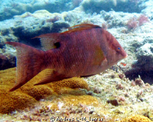 HOG-FISH (Lachnolaimus maximus) by Andres L-M_larraz 
